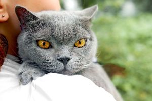 11 Cat Breeds with Exotic Eye Colours